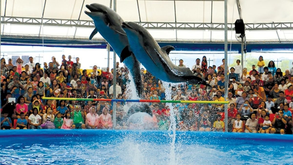 Dolphin Show