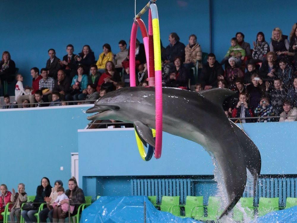 Dolphin Show