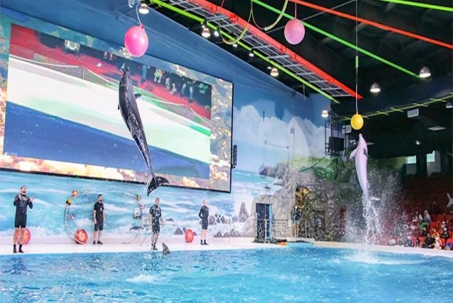 Dolphin Show