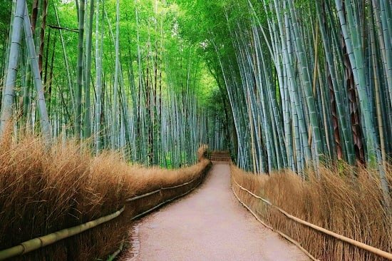 Japan Discovery Tour Package